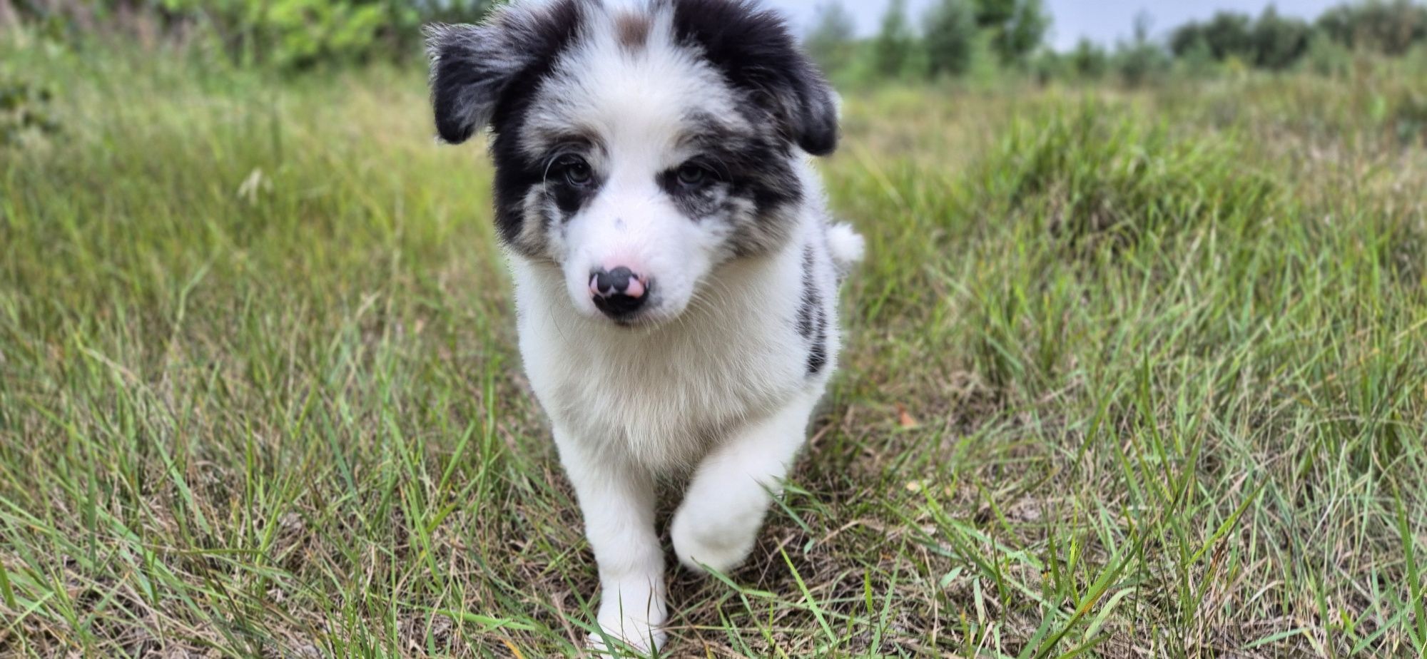 Suczka border collie