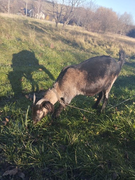 Sprzedam roczną kozę