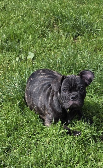 Buldog Francuski *Szczenięta