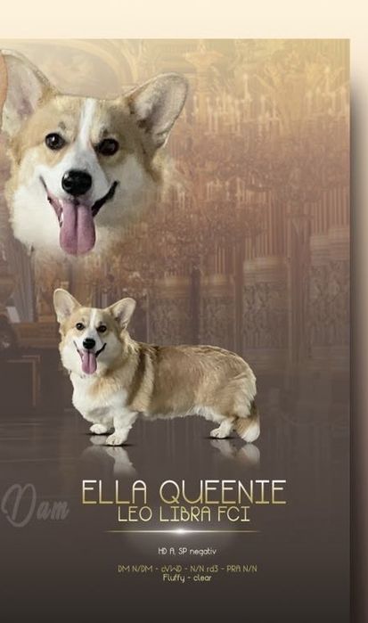 Welsh corgi pembroke piesek rudo bialy bez ogonk po Championie FCI