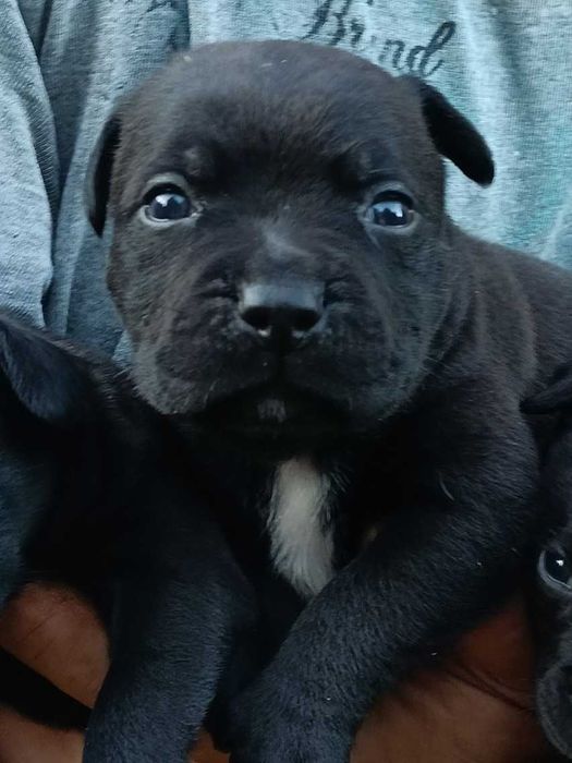 Staffordshire Bull Terrier, Stafford  szczenięta.