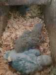 Agapornis para domesticar