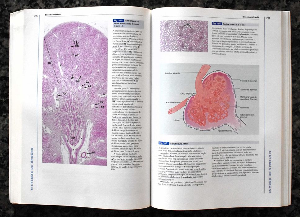 Wheater - Histologia Funcional (Texto e Atlas em Cores)
