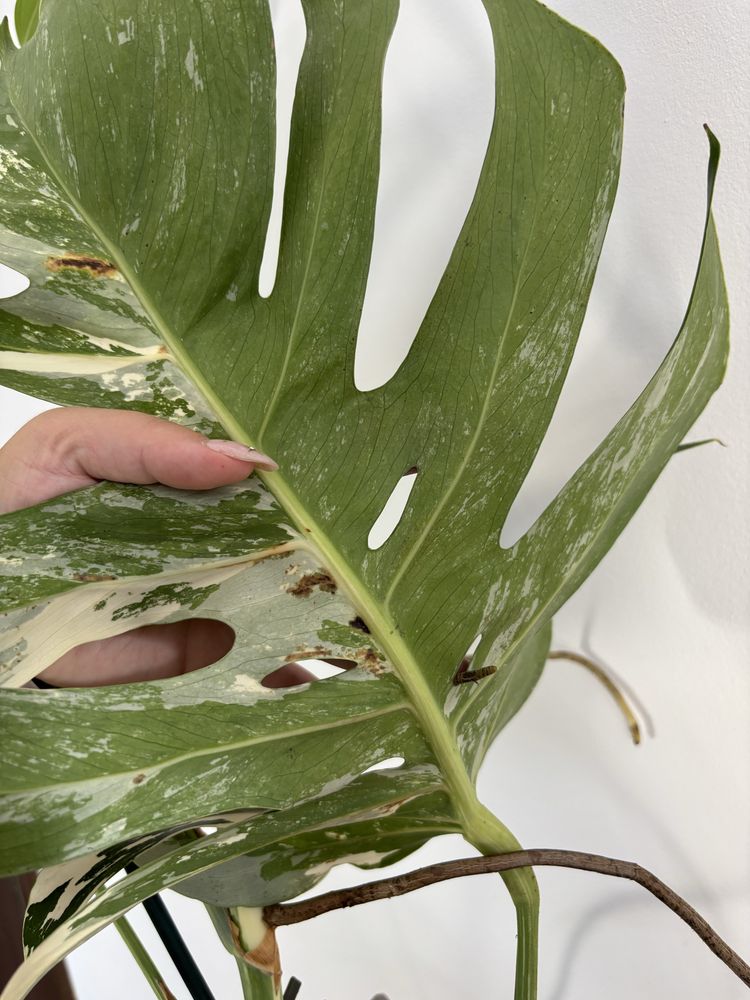 Monstera variegata MV28XXL