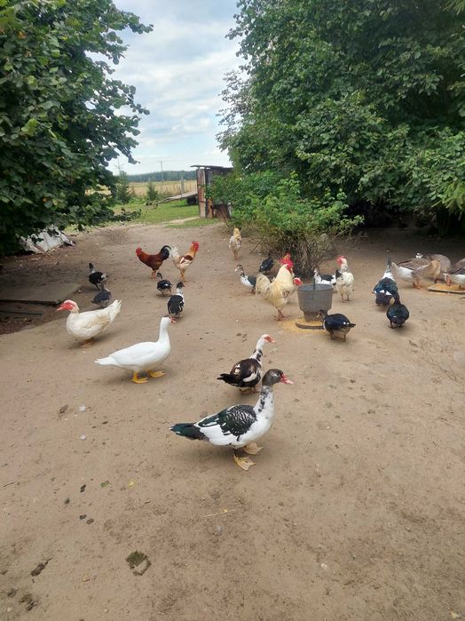 Sprzedam żywe kaczki