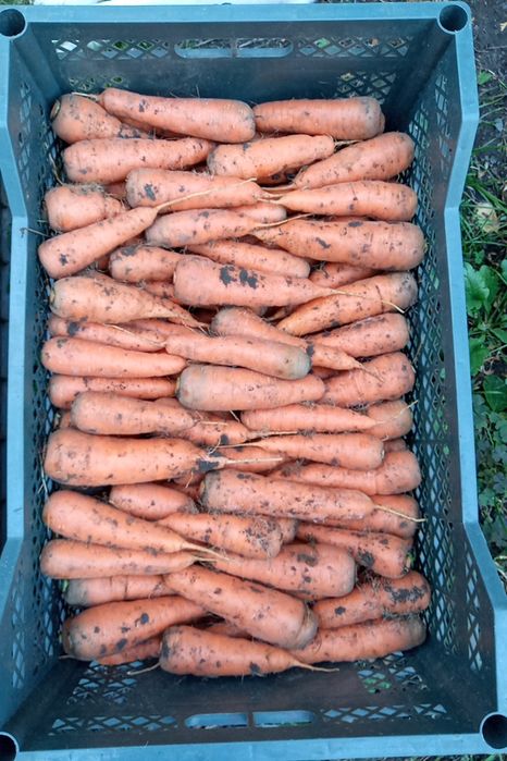 Продам моркву "Боливар Шантане"