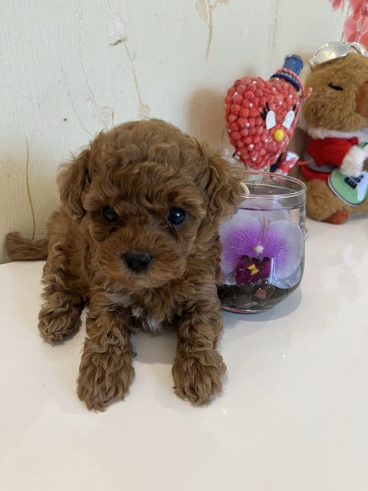 Той пудель девочки