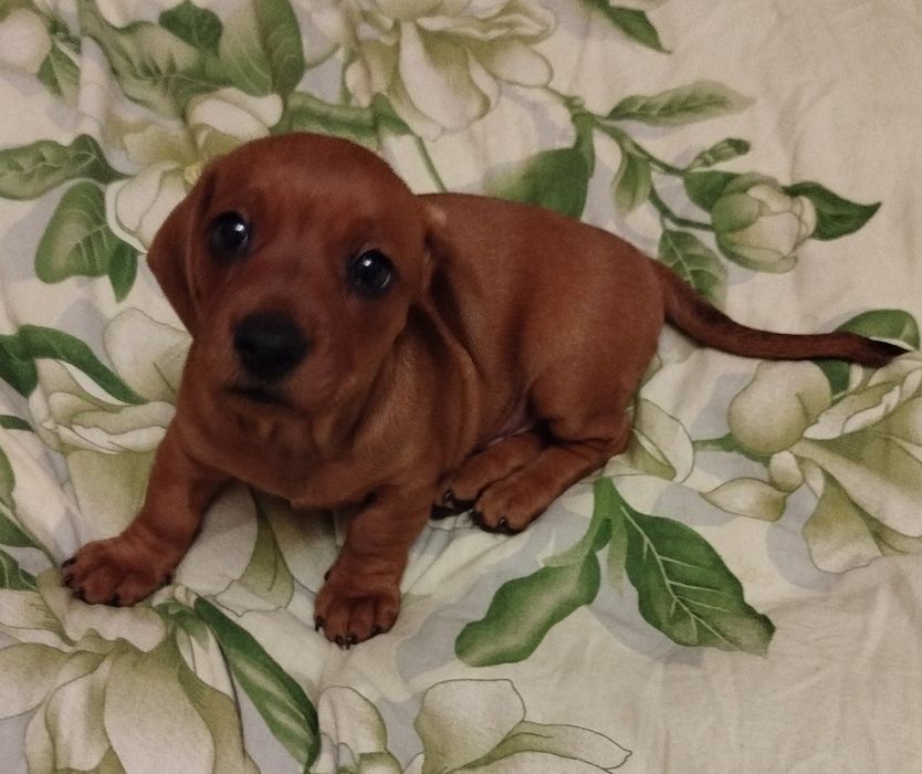 Маленькі такси шукають люблячих господарів