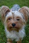 Yorkshire terrier- roczna suczka