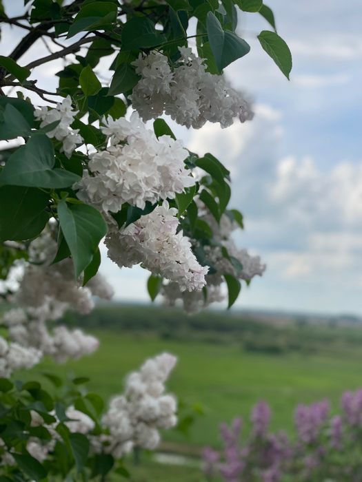 Продається земельна ділянка під забудову