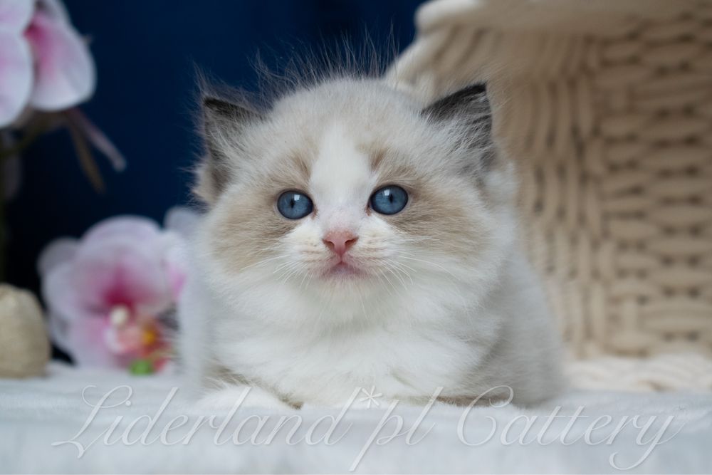 Przepiękne Kocięta Ragdoll FPL/FIFE