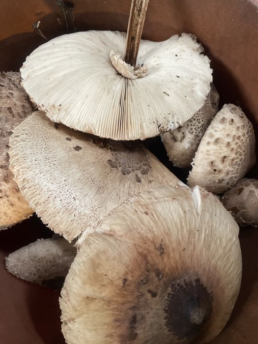 Cogumelos-sombrinha Macrolepiota