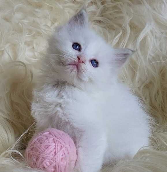 Koteczka Ragdoll z rodowodem WCF