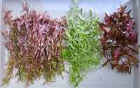 Акваріумні рослини - ротали, трипартита, піннатіфіда та інші