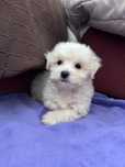 Bichon Maltes M/F