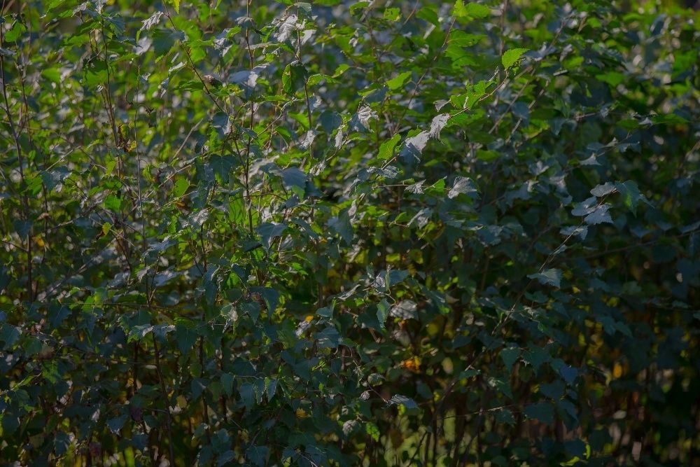 Brzoza Brodawkowata (Betula Pendula) wysokość 120- 150 cm, donica 3l