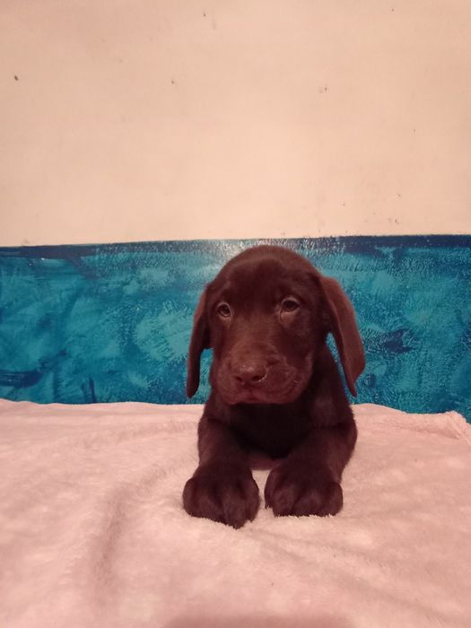 Mam na sprzedanie śliczne labladory