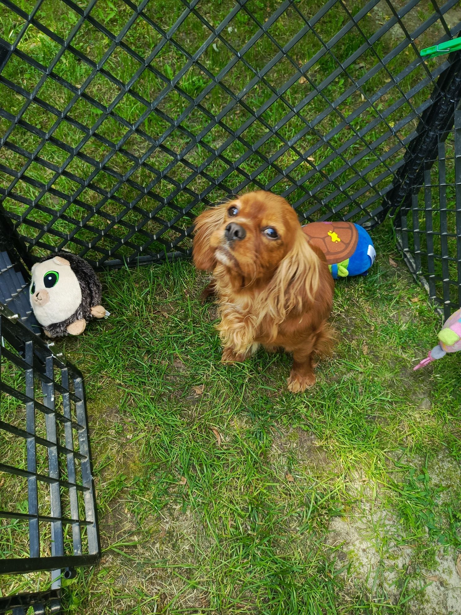 Prześliczna sunia Cavalier King Charles Spaniel