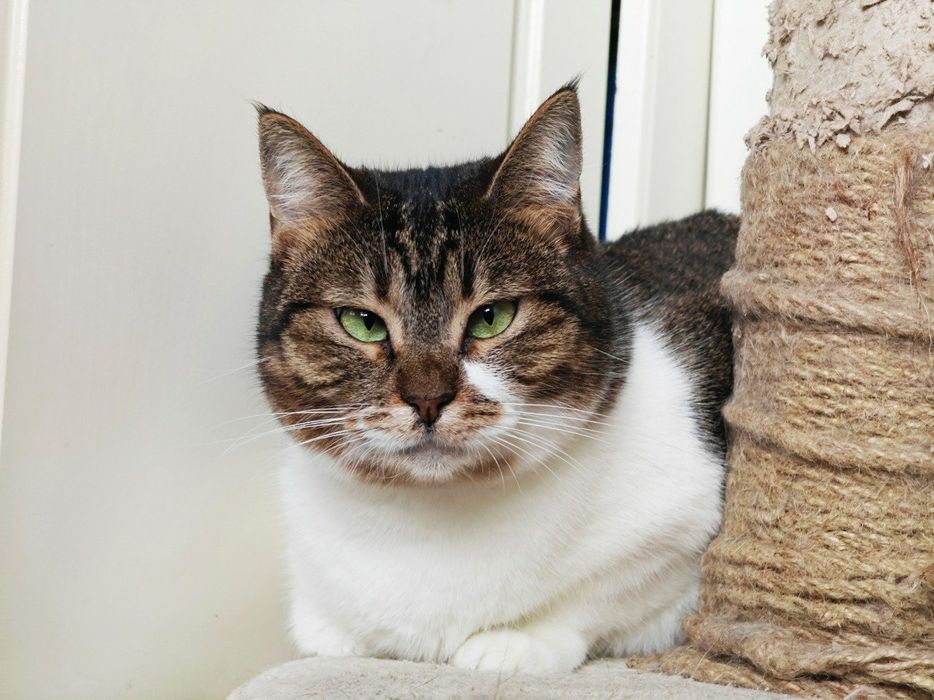 Зеленоока чарівниця, кішечка Соломія, кішка 1 рік