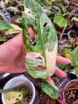 Monstera adasonii Japanese tricolor variegata