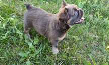 Buldog francuski piesek