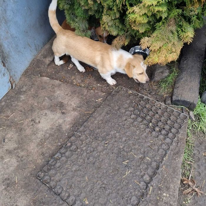 oddam pieski kundelki