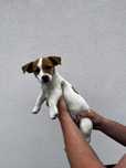 Mała dama, wielkie serce – Jack Russell z rodowodem czeka!