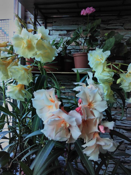 Желтый махровый олеандр