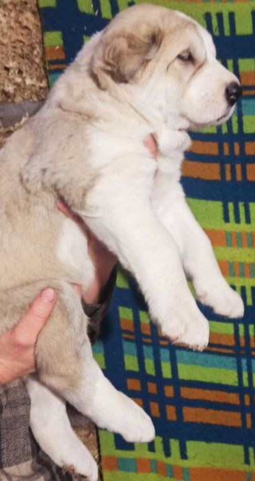 Продам щенков алабая