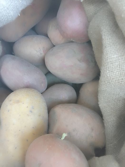 Молода картопля  дуже смачна