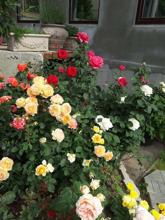 Сдам дом  Совиньон генератор 3 к евроремонт,место для авто можно живот