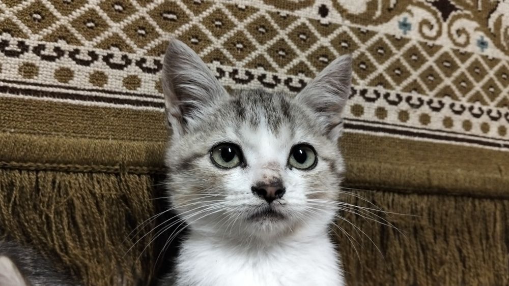 Котики в добрі руки
