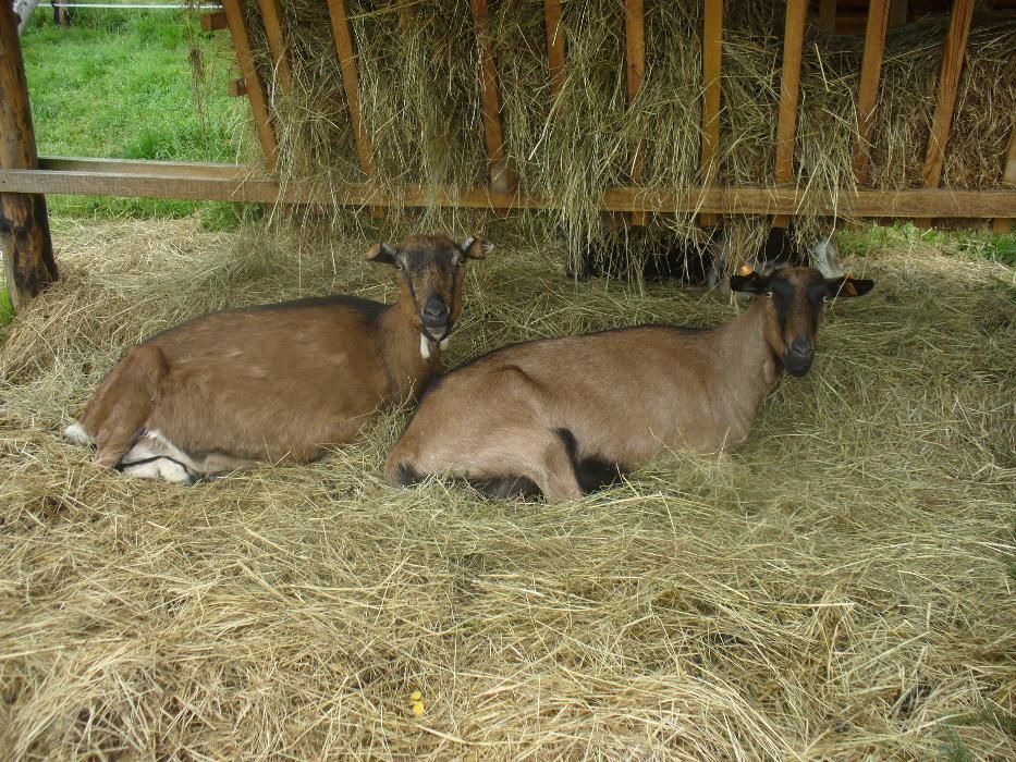 Kozie mleko,kefir,sery- bezstresowy udój ręczny