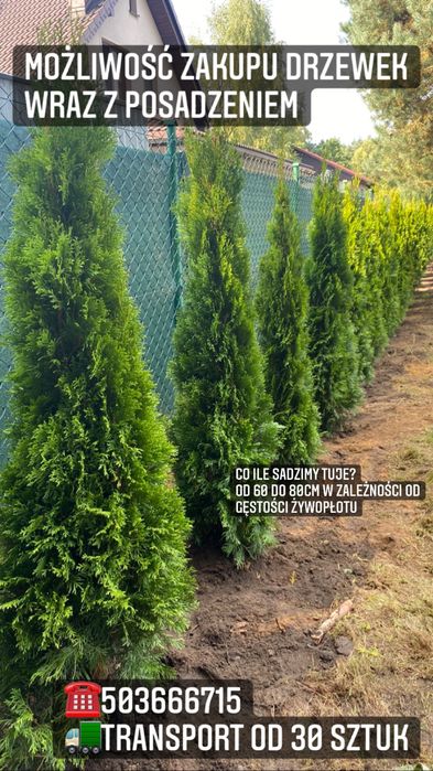 Tuja Szmaragd 150-160cm DOSTAWA*SADZENIE*PRODUCENT (120/130/140)