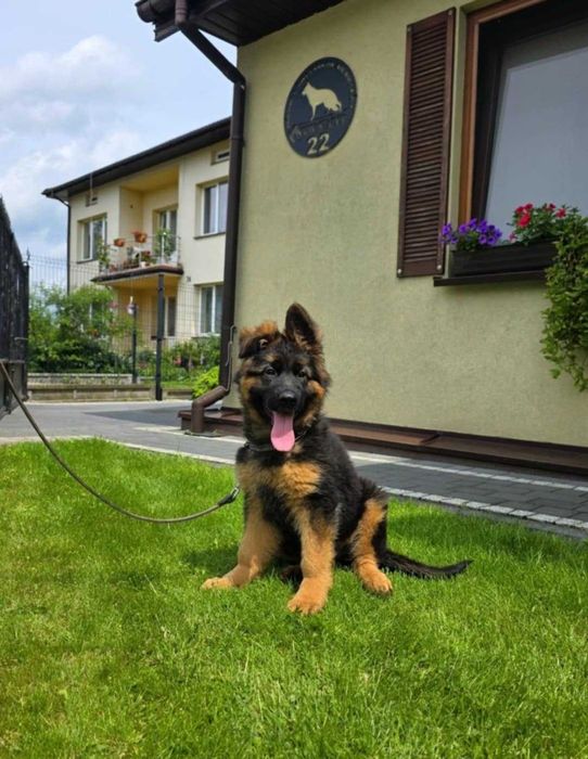 Owczarek Niemiecki Suczka