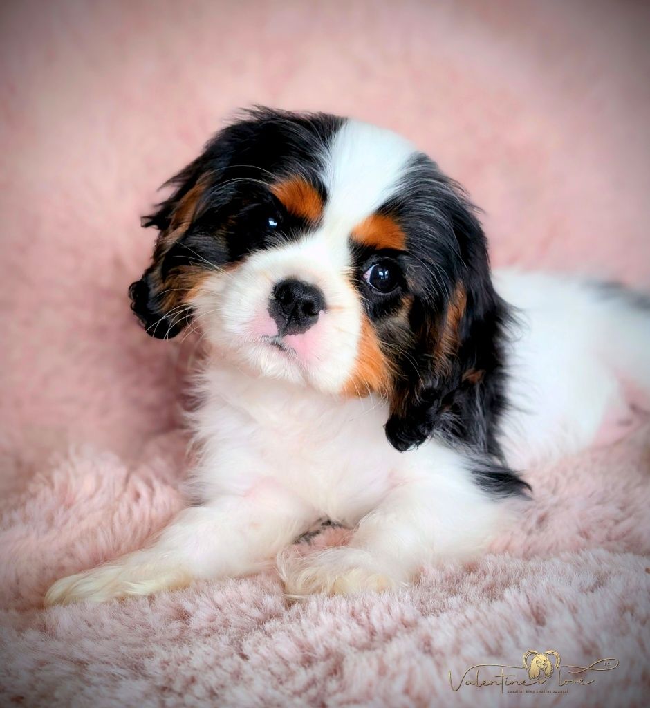 Cavalier King Charles Spaniel ZKwP FCI