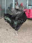 Ovos de Jersey gigante preto