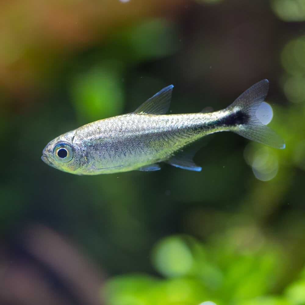 Zwinnik Armstronga - Hemigrammus armstrongi - dowóz, wysyłka