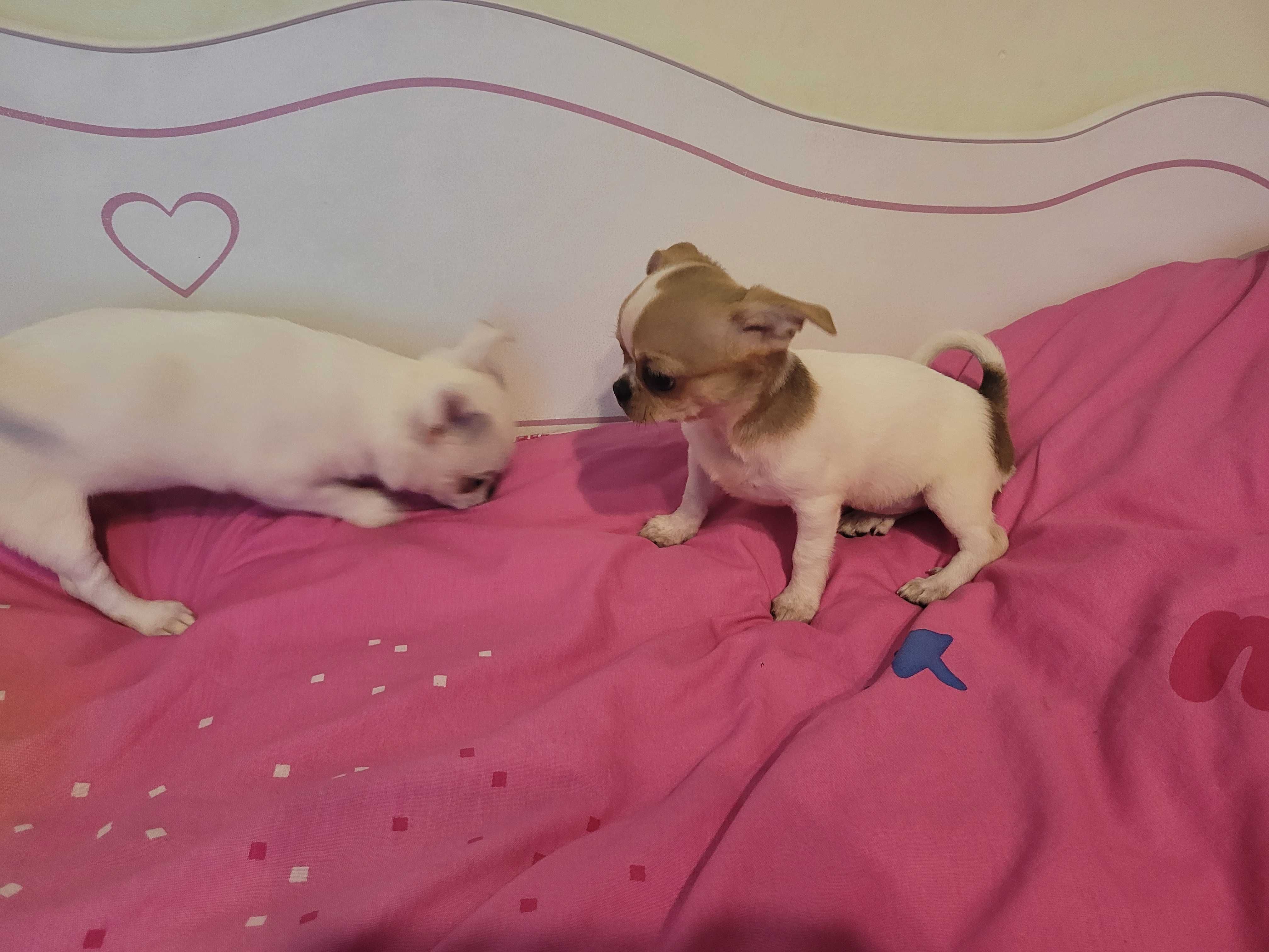 Kapitalnej budowy miniaturka Chihuahua