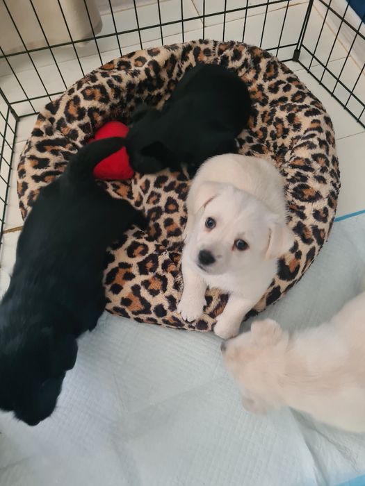 Pieski Szczeniaki szukają nowych waścicieli