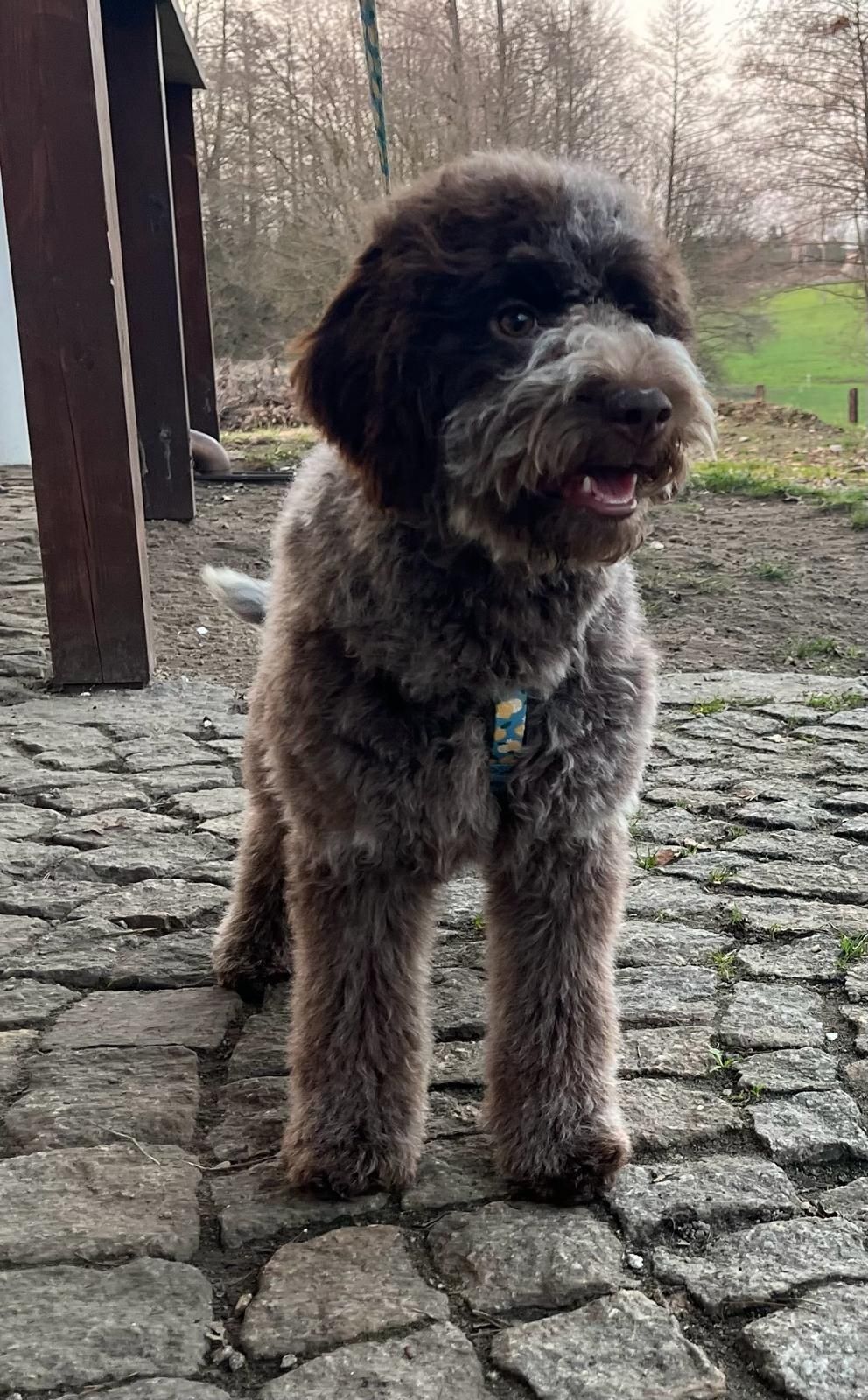 Urocza suczka Lagotto Romagnolo - brązowy deresz