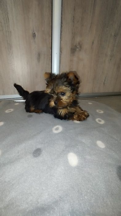 Yorkshire terrier miniaturka