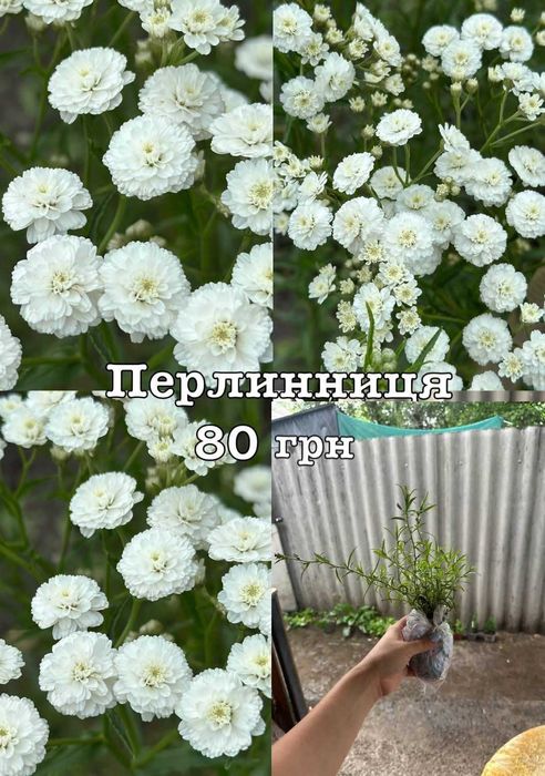 Саджанці квітів саженцы цветов неприхотливых