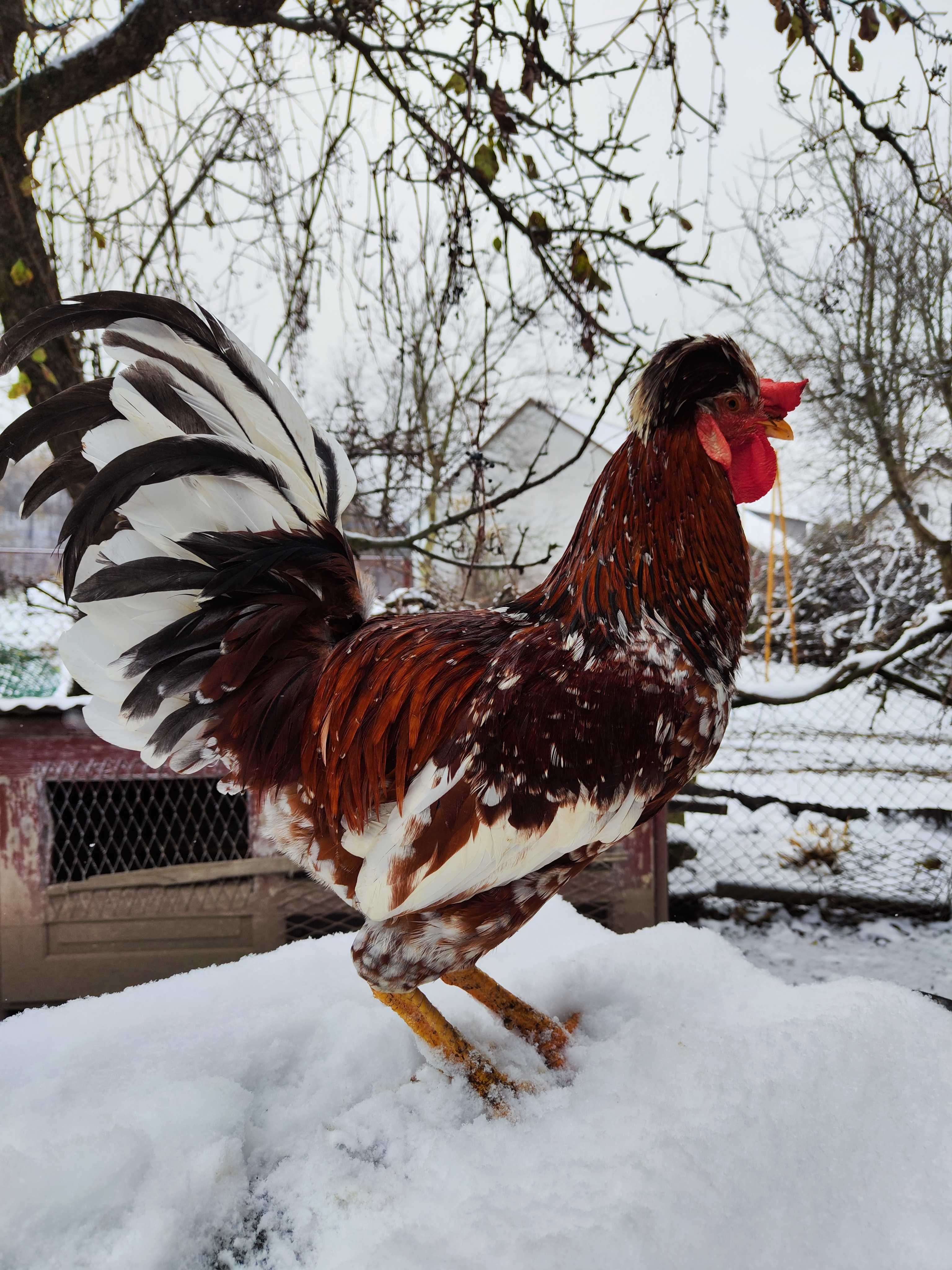 Jajka jaja lęgowe, czubatka staropolska