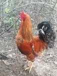 Aves de capoeira