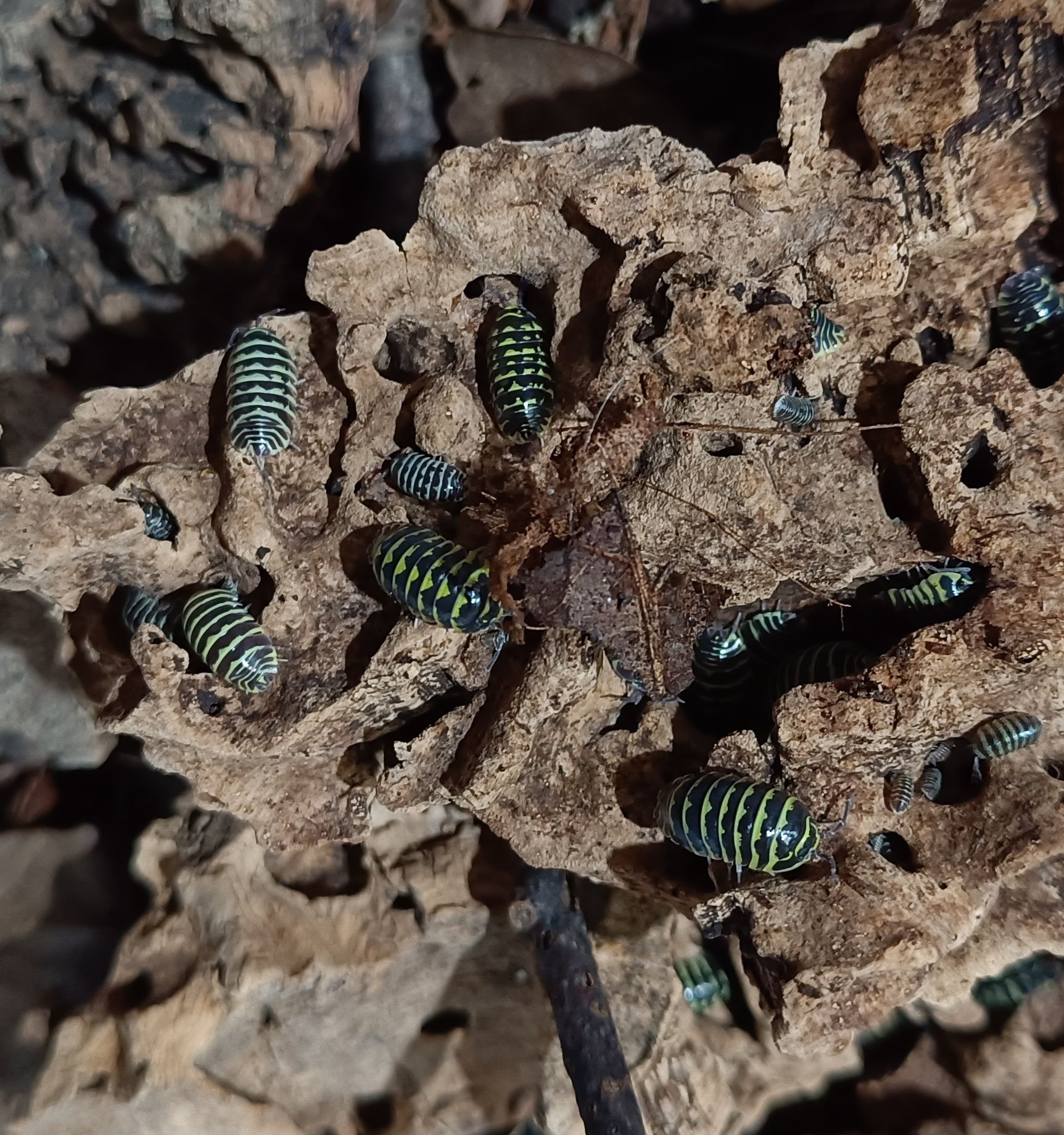 Armadillidium maculatum yellow równonogi, izopody