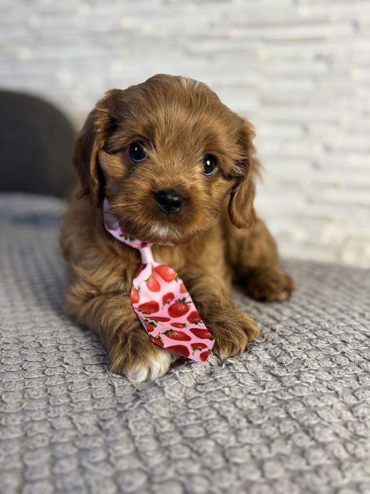 Cavapoo gotowe do odbioru
