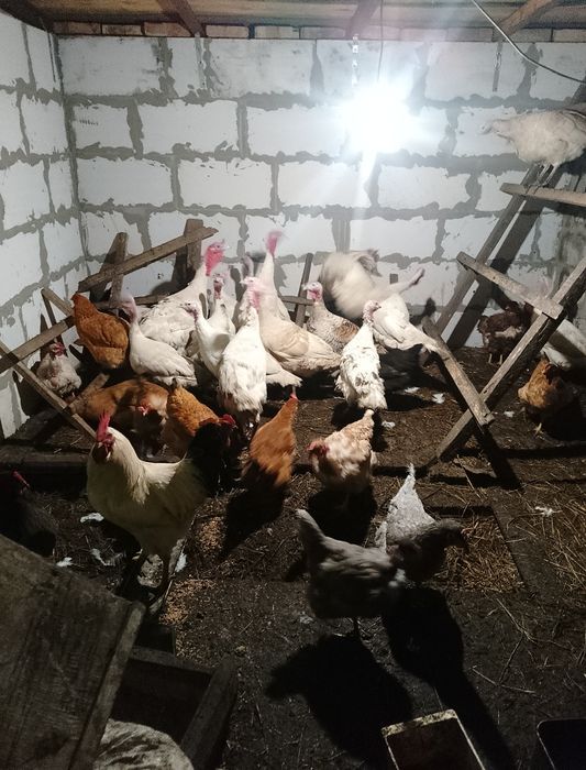 Домашні індики індички