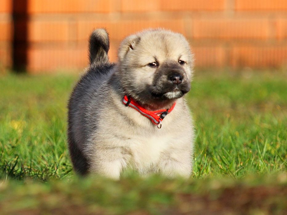 Дівчатка  -  кавказюлі.