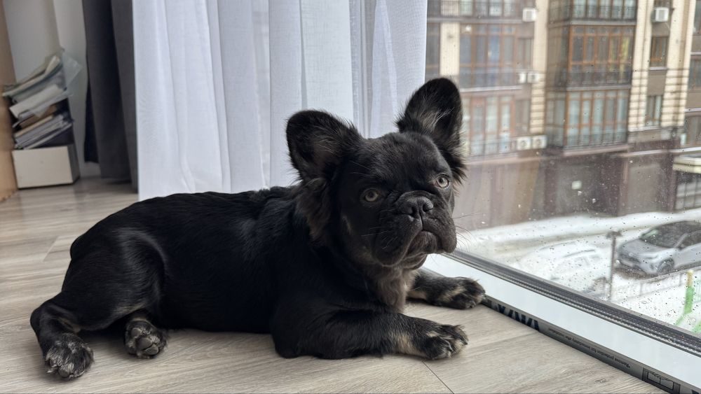 флаффі французький бульдог